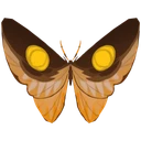 Brighteye Butterfly