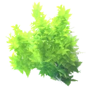 Planterlife Blueberry