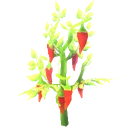 Planterlife Peppers