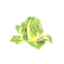 Planterlife Nappa Cabbage