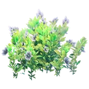 Flowering Black Bush