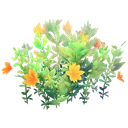 Flowering Orange Bush