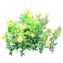 Flowering Yellow Bush