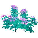 Elderwood Lilac