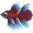 Palian Betta