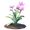 Anemonenblume