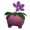 Cosmo